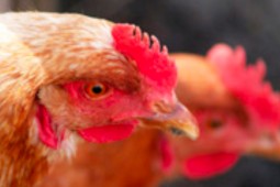 Se incrementa número de gallinas cubiertas por seguro contra influenza aviar