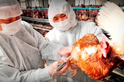 Chilehuevos: nuevas acciones para prevenir influenza aviar en el sector