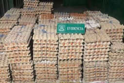 SAG interceptó más de 400 mil huevos de contrabando en el primer semestre ‘24