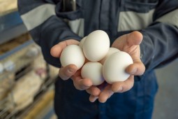 Crece el volumen de producción de huevos en el primer trimestre de 2024