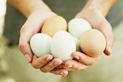 Dos tercios de los huevos que se producen en Chile son blancos